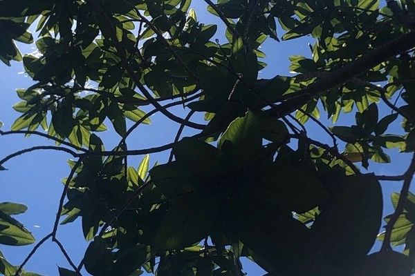 Ant tree