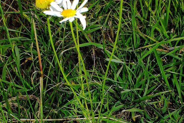Scentless mayweed