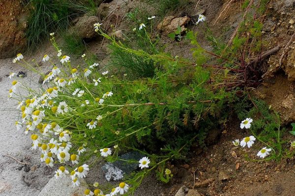 Coastal scentless mayweed