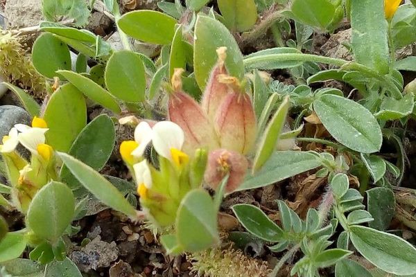 Bladder vetch