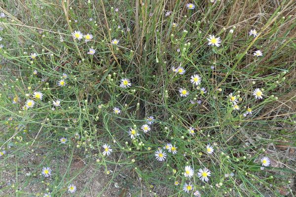 Sea aster