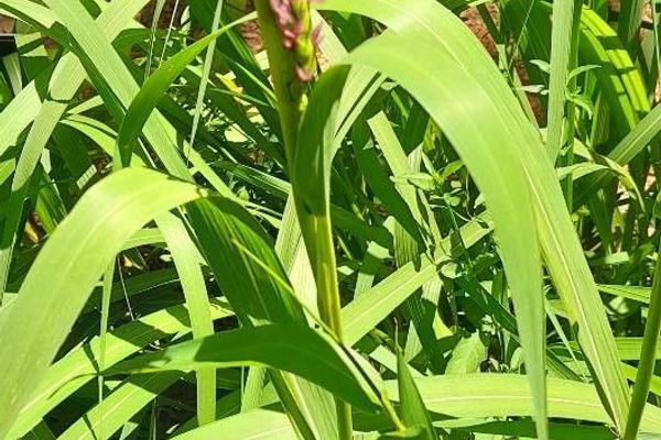 Eastern gama grass