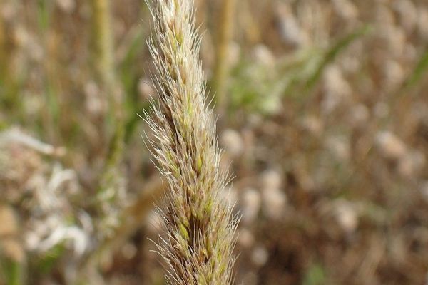 Trisetaria panicea