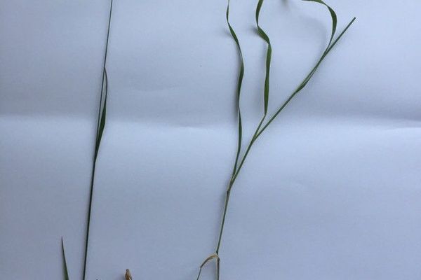 Yellow oatgrass