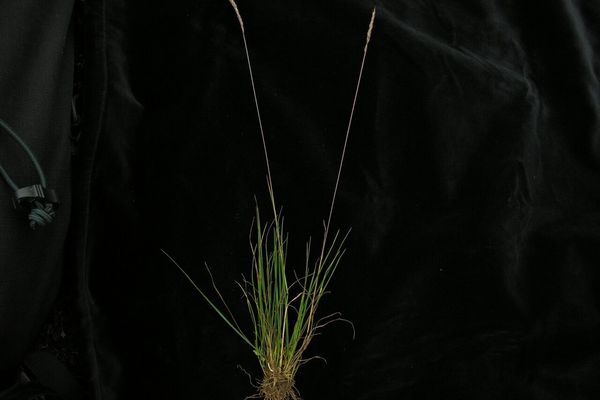 Bristle grass