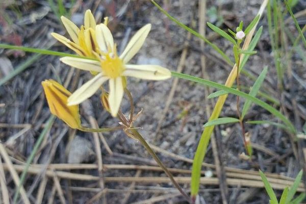 Golden triteleia
