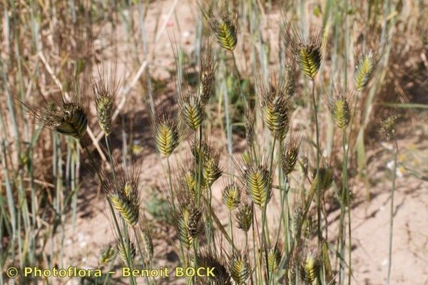 Einkorn