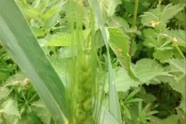 Rivet wheat