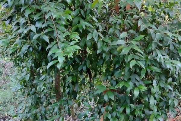 Trochocarpa laurina