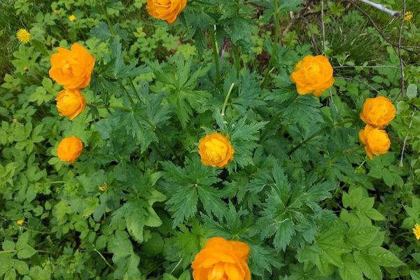 Trollius asiaticus