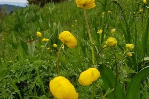 Globeflower