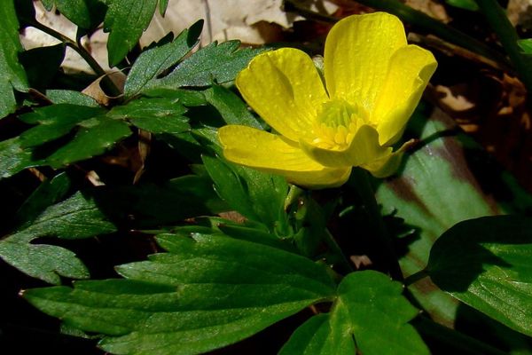 American globeflower