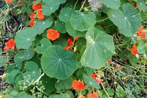 Garden nasturtium