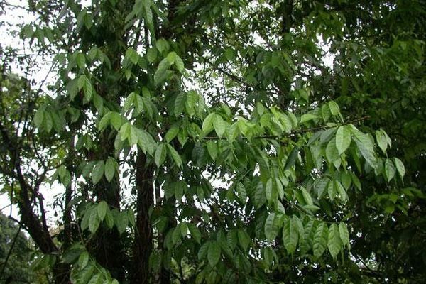 White ramoon