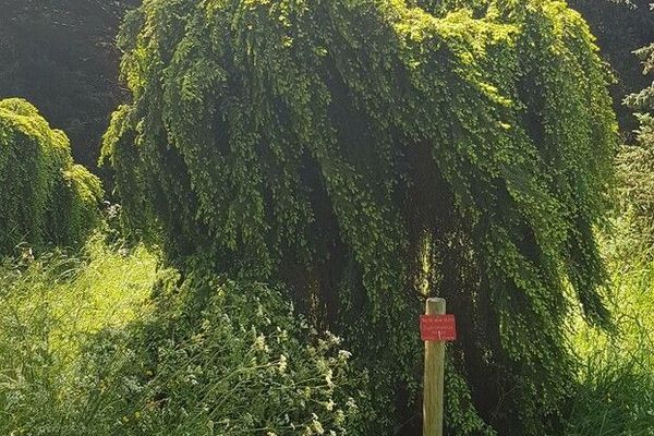 Eastern hemlock