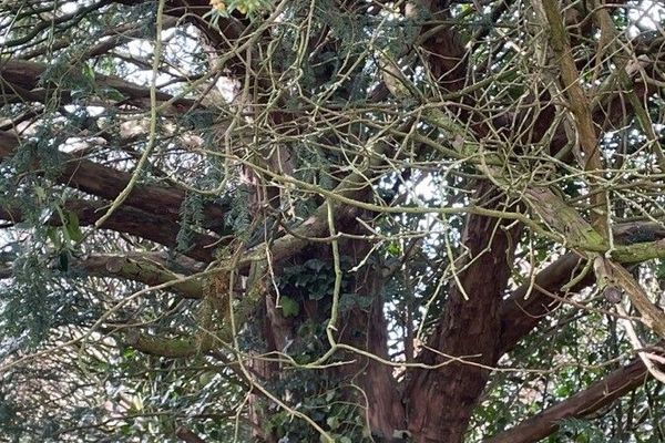 Pacific hemlock