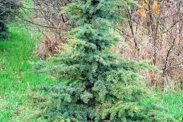 Mountain hemlock