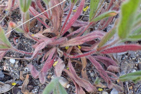Spotted rock-rose