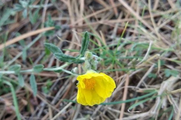 Tuberaria lignosa
