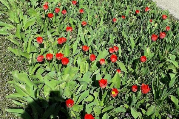 Gesner's tulip