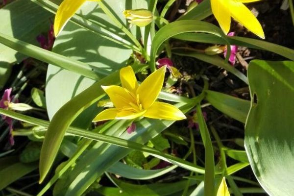 Wild tulip