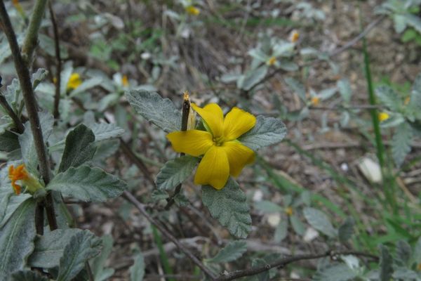 Damiana