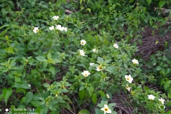 Turnera subulata