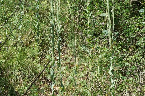 Tower mustard