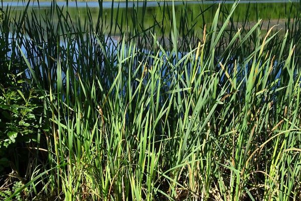 Narrow-leaf cattail