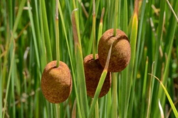 Dwarf bulrush