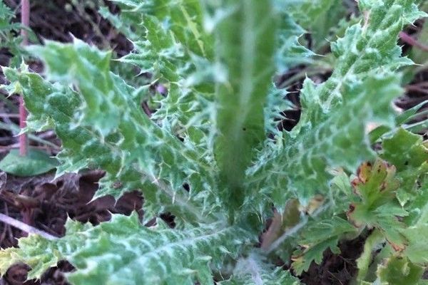 White-spotted thistle
