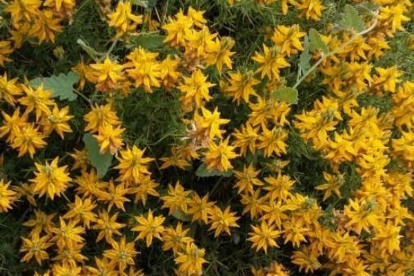 European gorse