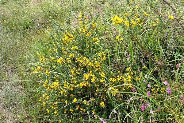 Western gorse