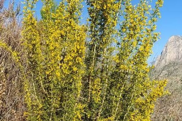 Ulex parviflorus