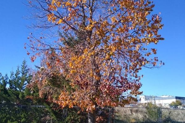 American elm