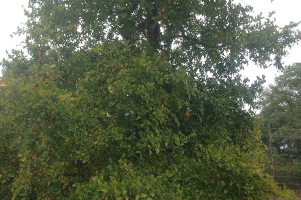 Basket elm