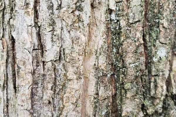Japanese elm