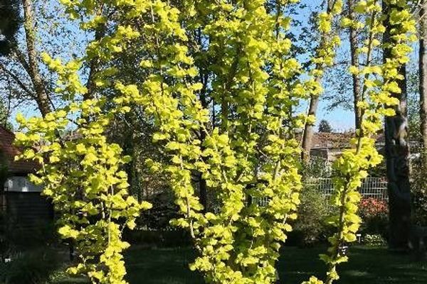 Dutch elm