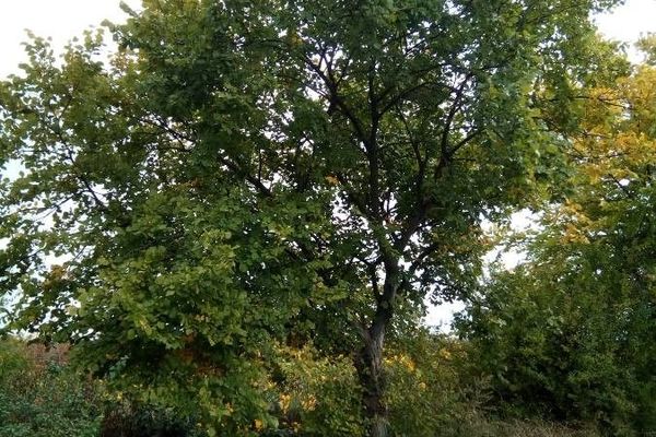 Russian elm