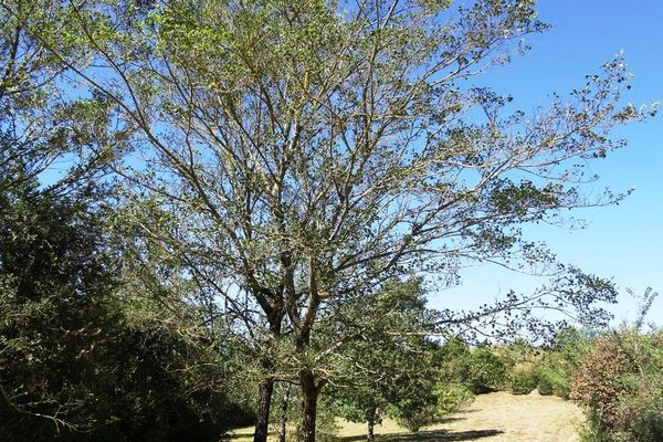 European field elm