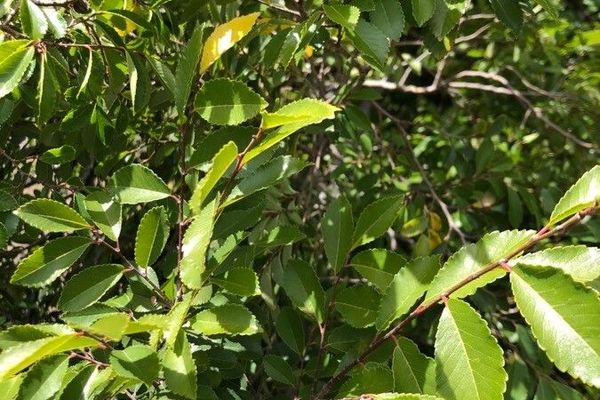 Chinese elm