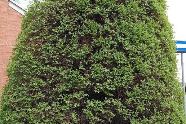 Siberian elm