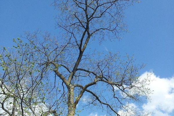 Slippery elm
