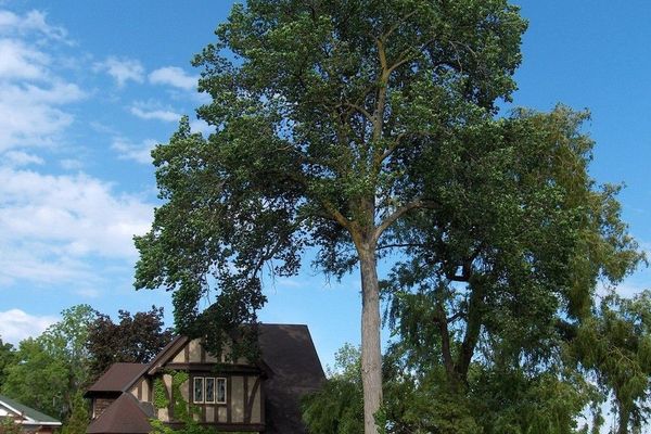 Cork elm