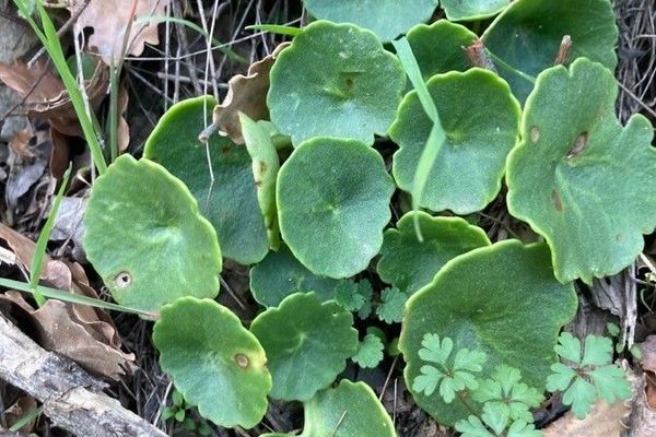 Horizontal navelwort