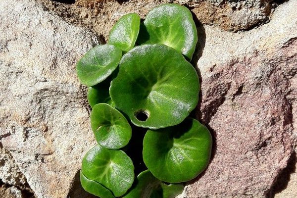 Pennywort