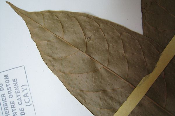Unonopsis guatterioides