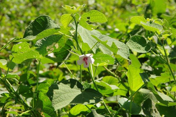 Bur-mallow