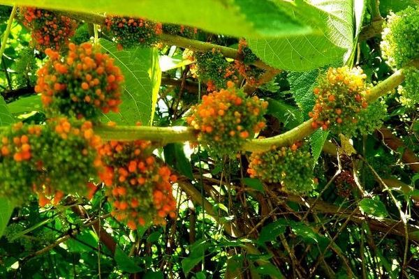 Flameberry