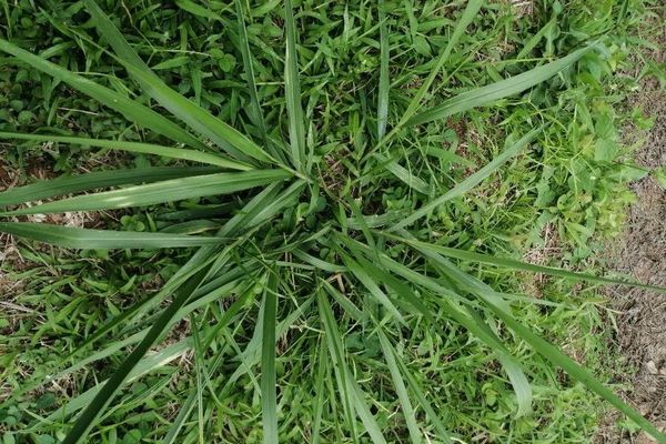 Common signal grass
